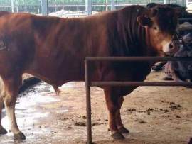 养殖鲁西黄牛的利益分析