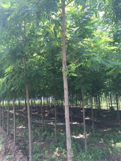 如何高效利用土地发展林下种植
