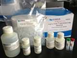 Charm-Pure 唾液DNA提纯试剂盒（小柱法）CT-236